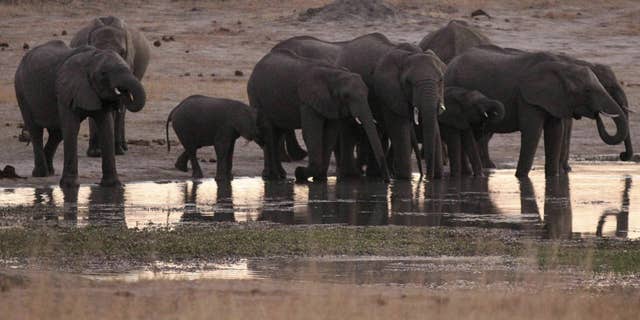 Elephants normally eat trees and prevent their habitats from overgrowth. 