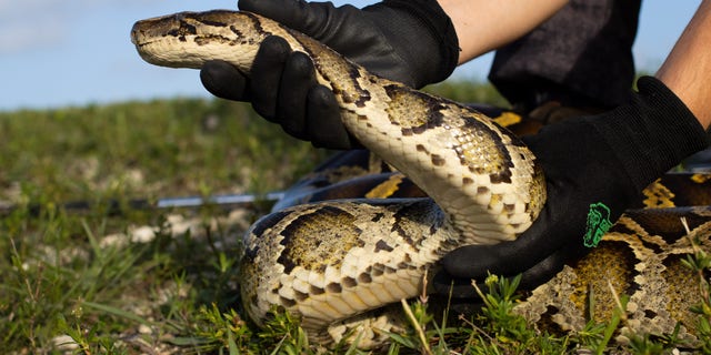 A Burmese python, a nonnative species in the area, is captured in south Florida.