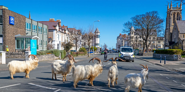 Officials met this week and agreed to establish a group to manage the goats terrorizing the town.