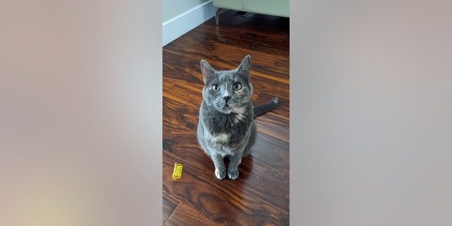 Baby Blue is a dilute calico cat, meaning she has more gray than black coloring. She's been with Best Friends Animal Society for over a year.