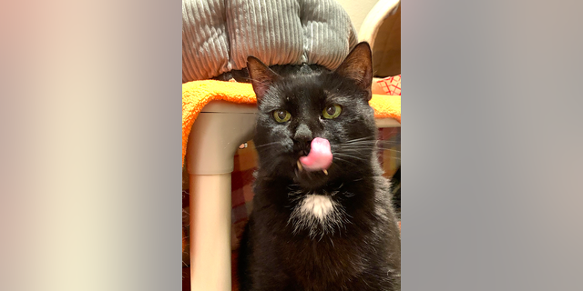 Shane, a black domestic shorthair in New York City, needs a forever home. 