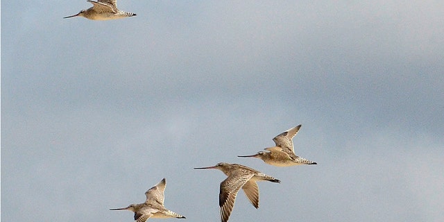 Bar-tailed godwits are shown flying over Marion Bay in Australia's Tasmania state on Dec. 27, 2013. A young bar-tailed godwit appears to have set a non-stop distance record for migratory birds by flying at least 13,560 kilometers (8,435 miles) from Alaska to the Australian state of Tasmania, a bird expert said on Friday, Oct. 28, 2022. 