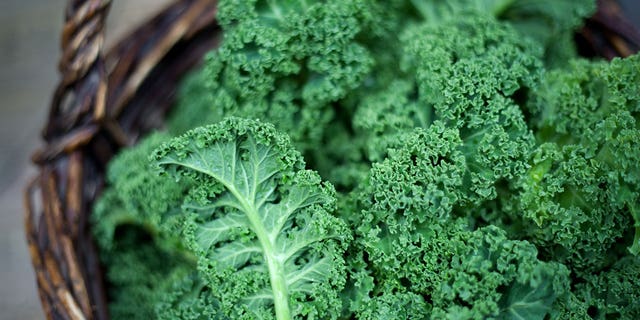A closeup of bright green kale in a basket. For the recipe described here, you'll stir the kale mixture into the eggs, then pour into the buttered dish. 
