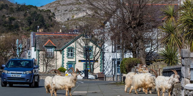 In 2020, a pack of Kashmiri goats from the nearby coast had made their way to Llandudno, Wales, and remained in the town's locked-down streets.