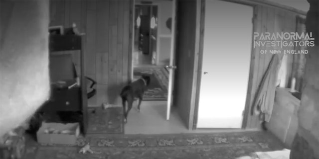 The home shown in this photo is haunted, according to PI-NE. Here, the owner's dog walks around after being alerted by a sound or vision inside.
