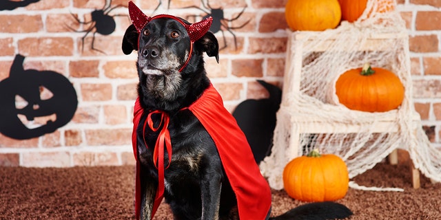 Have fun with your pet this Halloween by dressing them in a costume. 