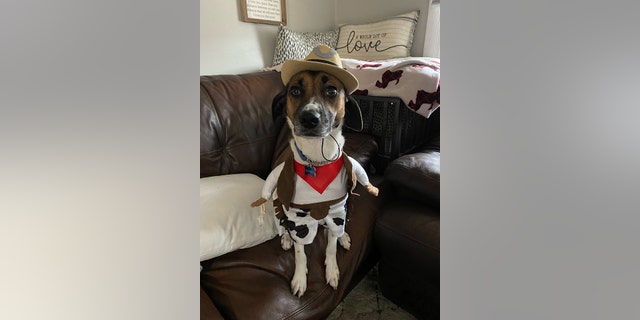 Boomer is seen on Halloween 2022. He's a two-year-old mixed pup from Chicopee, Massachusetts.