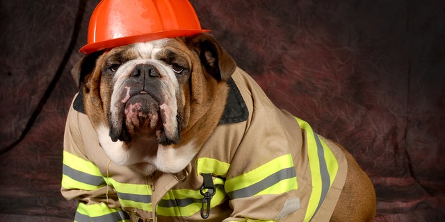This English bulldog is wearing a firefighter costume for Halloween. 