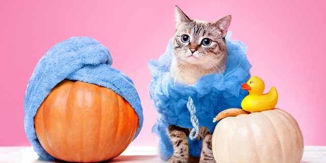 This cat is wearing a loofah spa Halloween costume for the holiday occasion. 