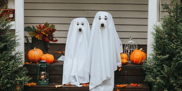 These dogs are dressed in ghost costume for Halloween on a front porch. 