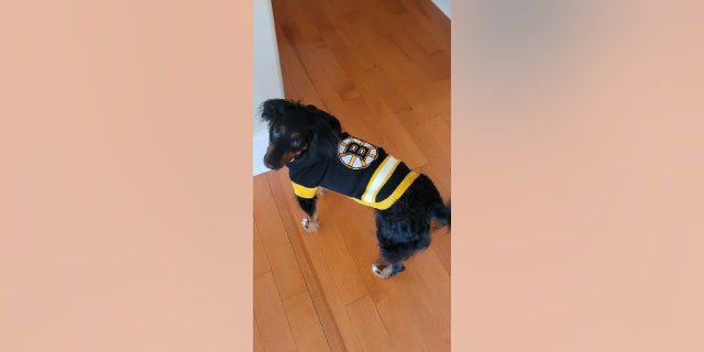 Boomer poses in his North Carolina home while wearing a Bruins hockey jersey.