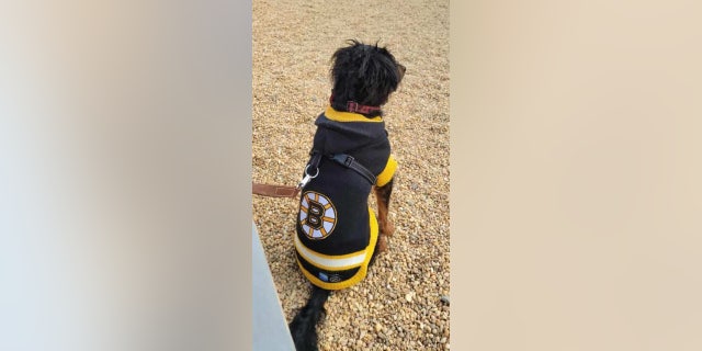 Boomer, a three-year-old mixed breed, is wearing a Bruins hockey jersey to support his favorite team amid Halloween and all year round. 