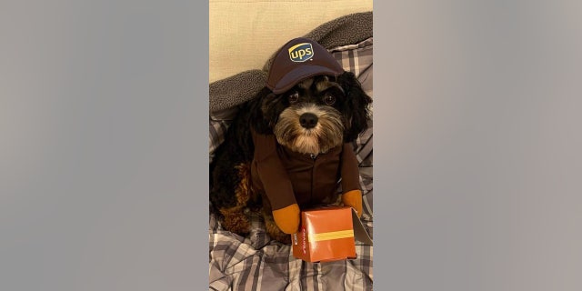 Wearing the signature brown uniform, Louie the dog is dressed as a UPS worker for Halloween.