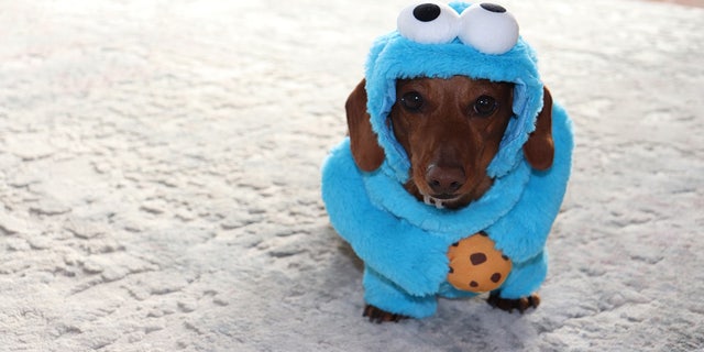 Molly, a dog from New York, is sporting a blue Cookie Monster costume from the children's show, "Sesame Street."