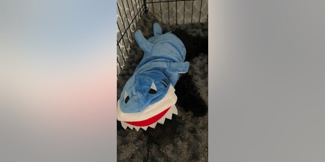 Ollie is a mini goldendoodle who lives in Manhattan. In this photo dated Oct. 31, 2022, Ollie hides under his shark Halloween costume.