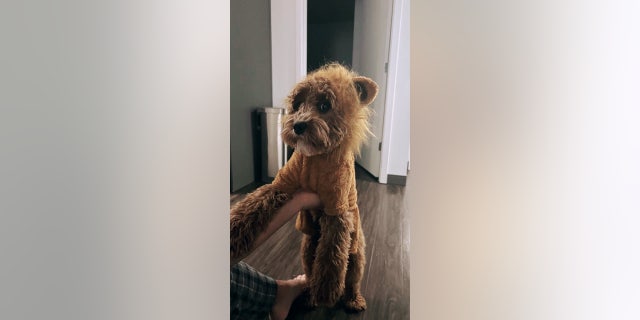 Noki the dog glances at the camera while dressed as a lion this Halloween.