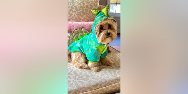 Teddy of Mohegan Lake, New York, is dressed as a dinosaur.