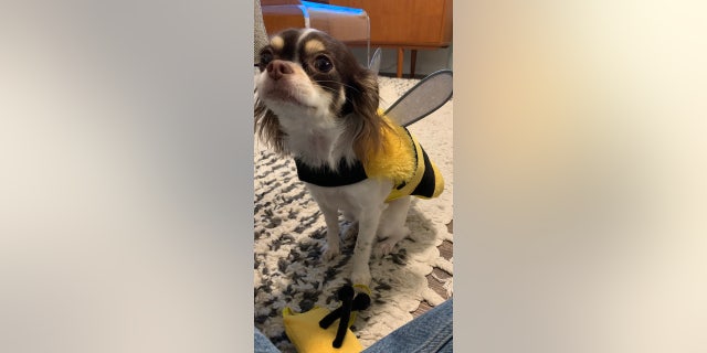 Quinn, a two-year-old long-haired chihuahua, poses for the camera on Halloween 2022 — dressed as a bumblebee.