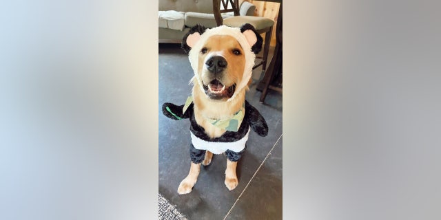 Zion, a golden retriever from Indianapolis, is dressed in a comfy panda costume.