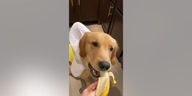 Zion the dog eats a banana while dressed as a banana this Halloween