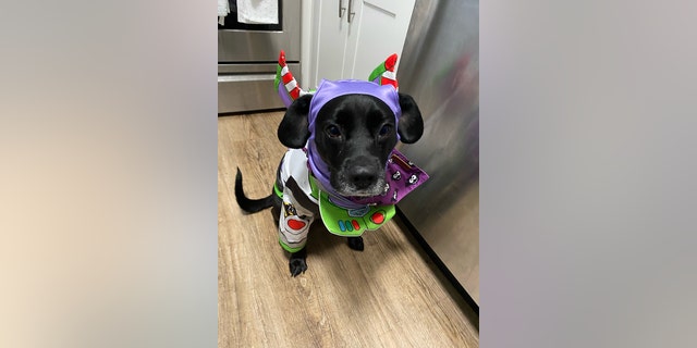 Mully, a five-year-old mixed pup from Chicopee, Massachusetts, poses in her Halloween costume.