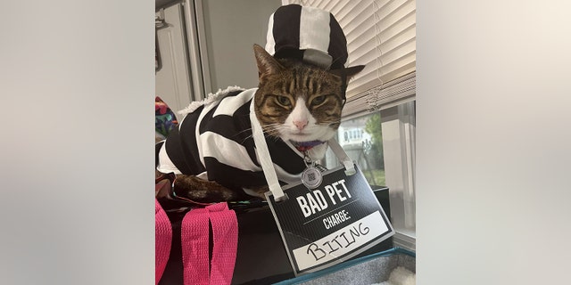 Parker, a five-year-old tabby cat from West Islip, New York, is photographed on Halloween.